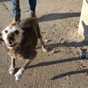 Achille
