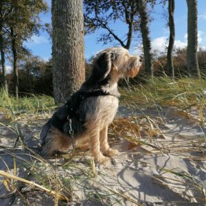 Berti