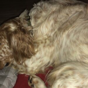 Ginger