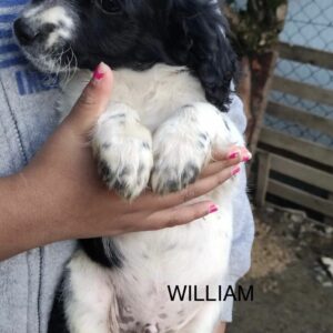 William