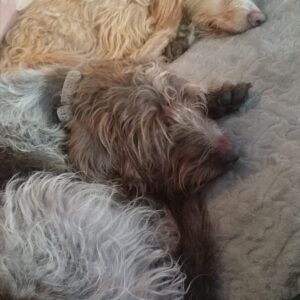 Laika
