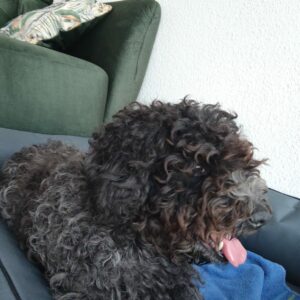Nerina