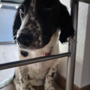Mollie