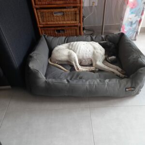 Mirta