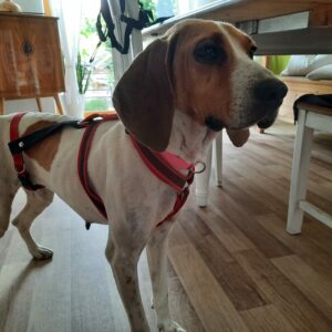Maja
