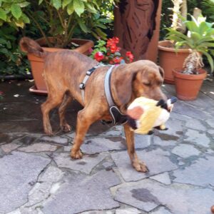 Zaza
