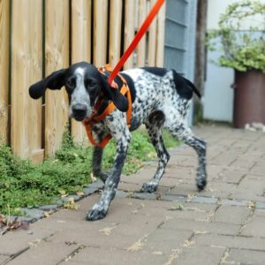 Luca