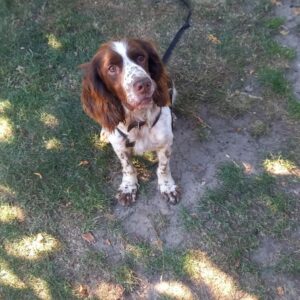 Ettore