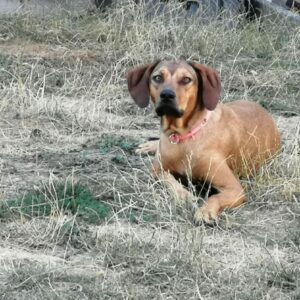 Senia