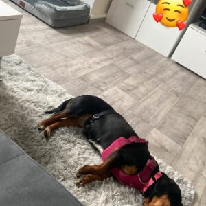 Didi