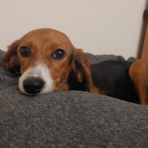 Pippilotta