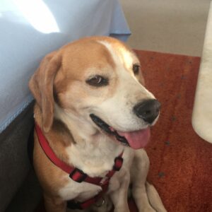Enzo