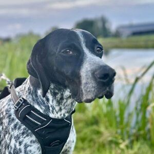Stella