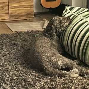 Lillo