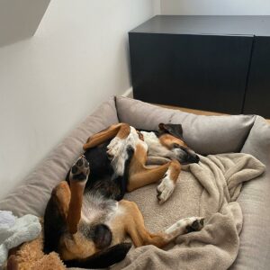 Tito