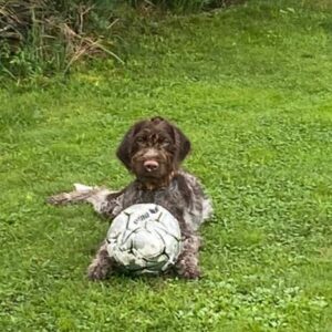 Pippo