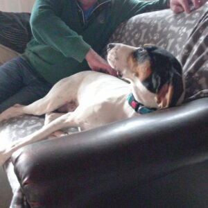 Angus