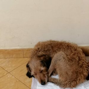 Bosco