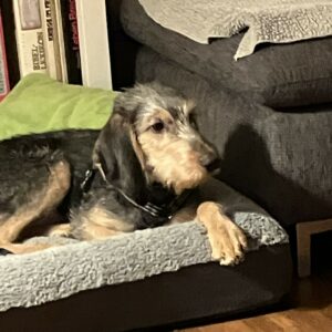 Lorenzo