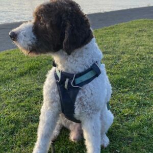 Otto
