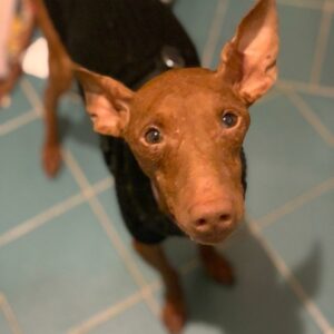 Anubis