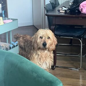 Marcello