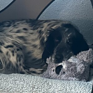 Asha