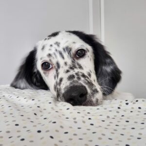Pixel